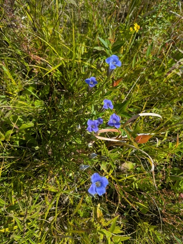 Gentianopsis virgata, photograph 3