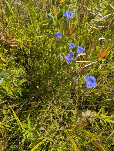 Gentianopsis virgata, photograph 4