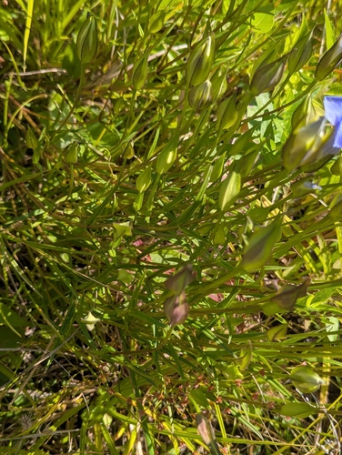 Gentianopsis virgata, photograph 5
