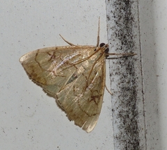Evergestis pallidata