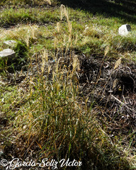 Chloris castilloniana