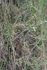 Muehlenbeckia complexa