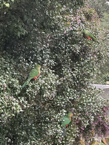 Australian King Parrot