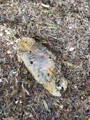 Callorhinchus milii