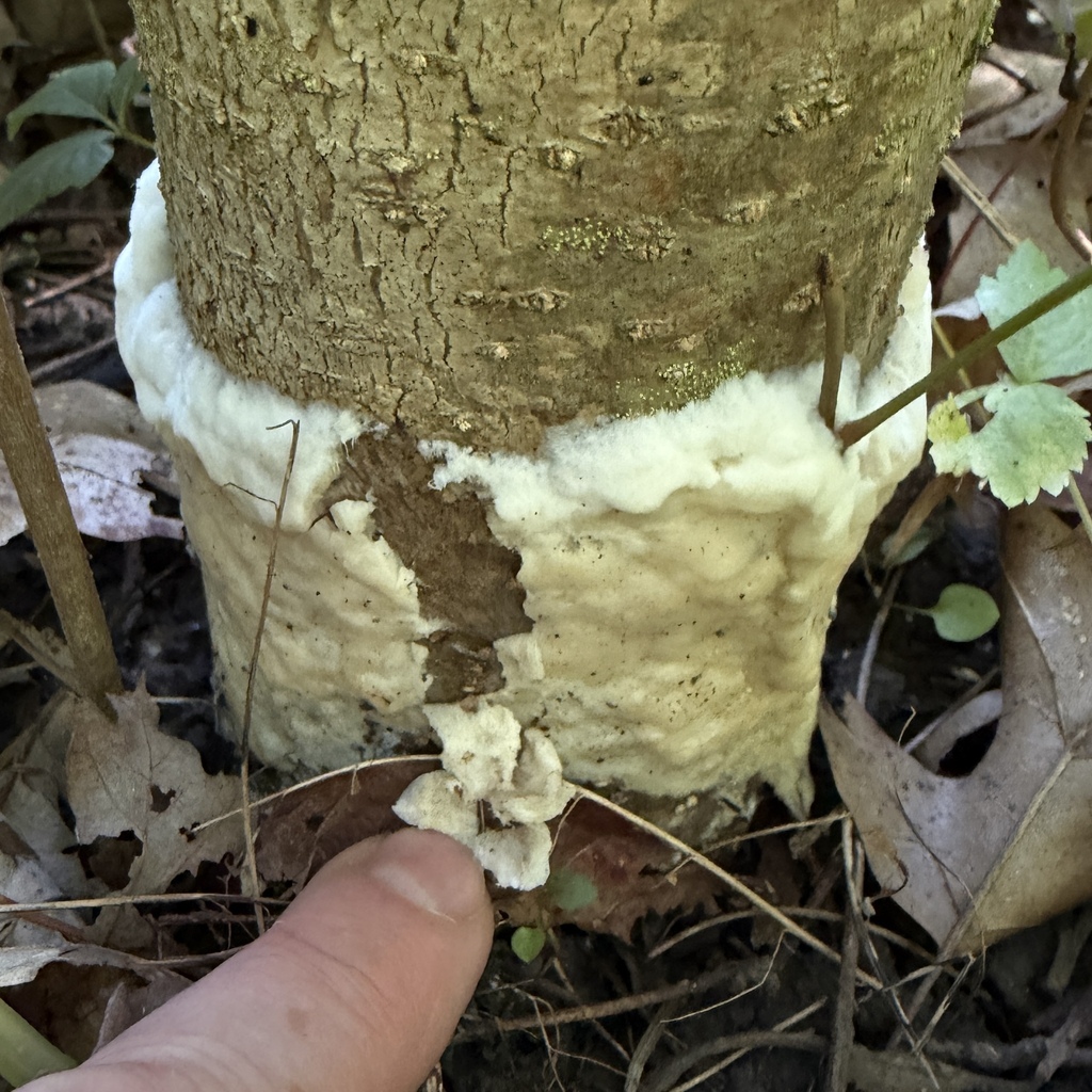 enveloping crust · July 2026 · photo: Photo: (c) Summit Metro Parks, some rights reserved (CC BY) · iNaturalist