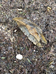 Callorhinchus milii