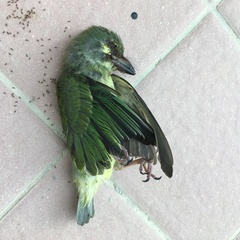 Psilopogon haemacephalus