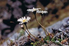 Brachyscome sinclairii