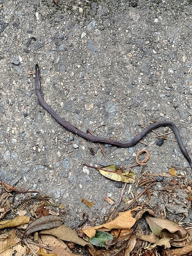 Photo of a Atractus vittatus (Atractus vittatus)
