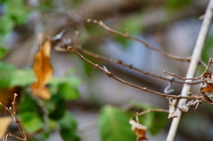 Leptotes cassius cassidula
