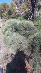 Allocasuarina humilis