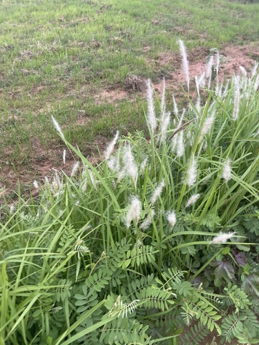 Cogon Grass