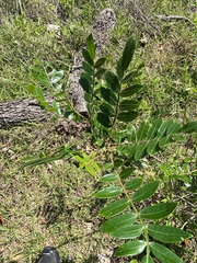 Rhus copallina image