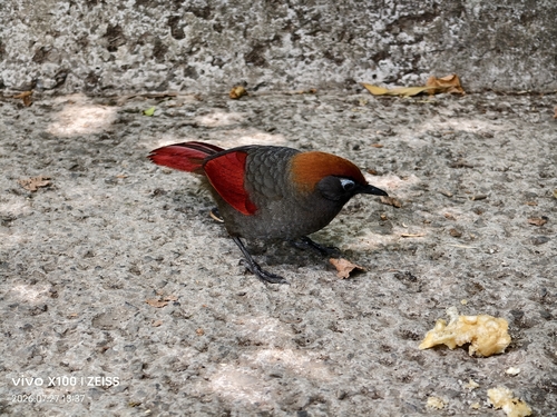 Red-tailed Laughingthrush
