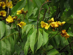 Cenostigma tocantinum