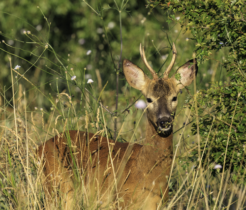 Western Roe Deer