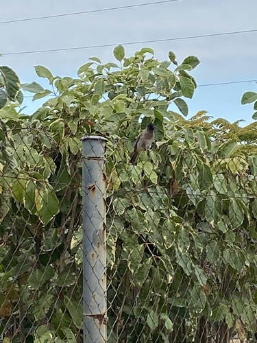Common Bulbul