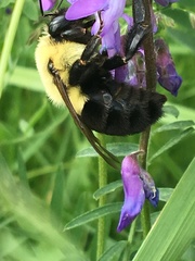 Bombus impatiens