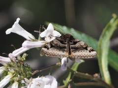 Euclidia ardita
