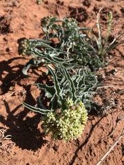 Asclepias macrosperma