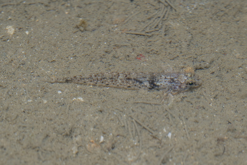 Favonigobius opalescens observed 2026-07-31