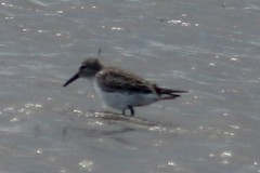 Calidris fuscicollis