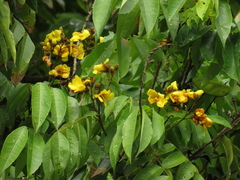 Cenostigma tocantinum