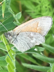 Coenonympha california inornata