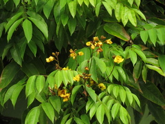 Cenostigma tocantinum