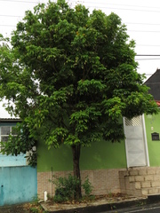 Cenostigma tocantinum