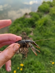 Lacunicambarus thomai