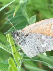 Coenonympha california inornata