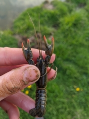 Lacunicambarus thomai