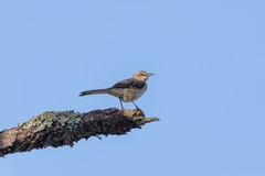 Mimus polyglottos image