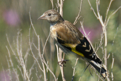 European Goldfinch