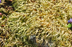 Homalothecium arenarium