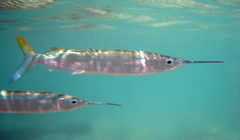 Hemiramphus brasiliensis