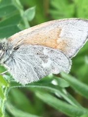 Coenonympha california inornata