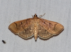 Herpetogramma theseusalis