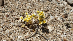 Leptosiphon lemmonii