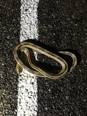 Bogertophis subocularis subocularis