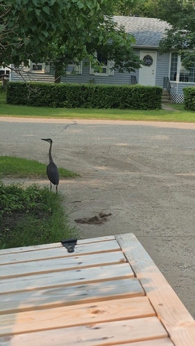 Great Blue Heron