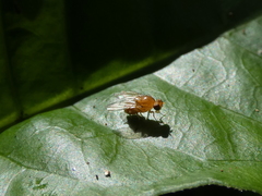 Neogriphoneura