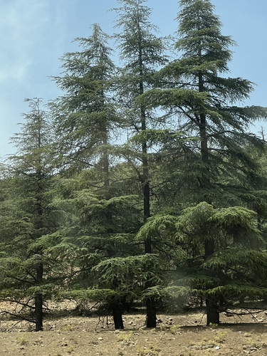 Cedrus atlantica