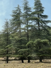 Cedrus atlantica