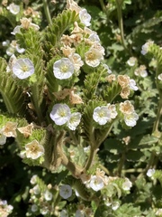 Phacelia ixodes