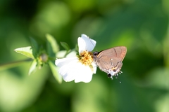 Electrostrymon angelia