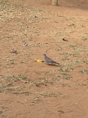 Laughing Dove