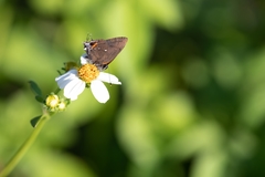 Electrostrymon angelia