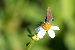 Electrostrymon angelia